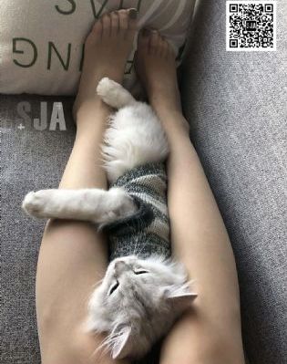 玉观音电视剧40集免费观看